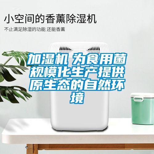 加濕機 為食用菌規模化生產提供原生態的自然環境