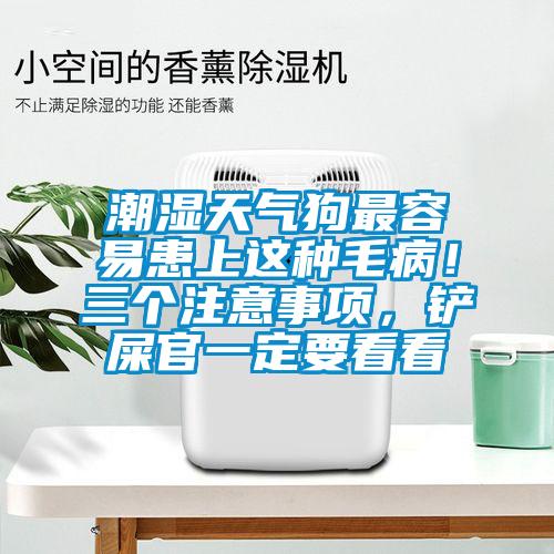 潮濕天氣狗最容易患上這種毛病！三個注意事項，鏟屎官一定要看看
