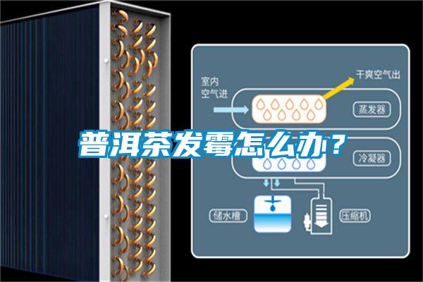 普洱茶發霉怎么辦?