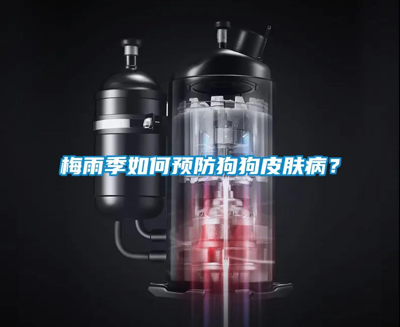 梅雨季如何預防狗狗皮膚病？