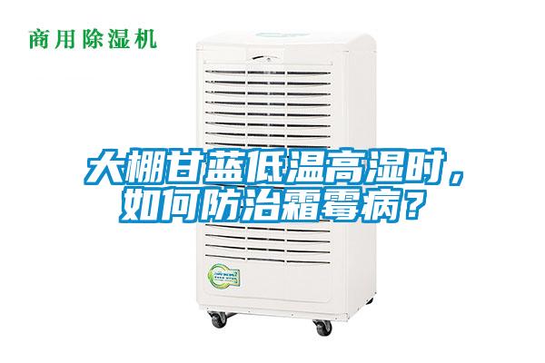 大棚甘藍低溫高濕時，如何防治霜霉病？