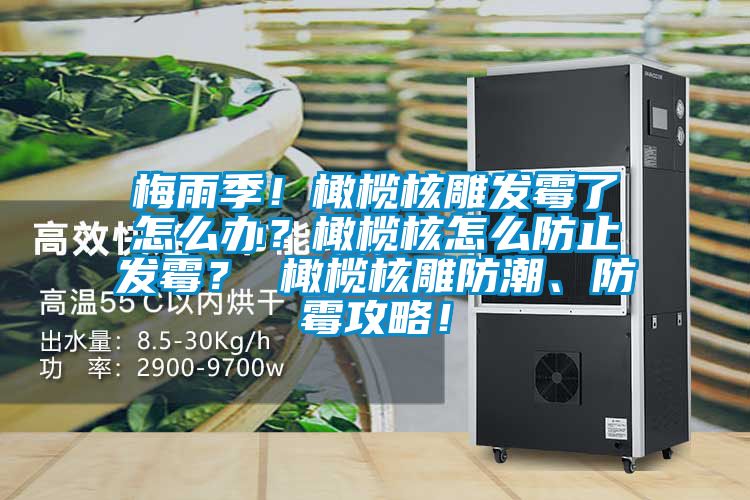 梅雨季！橄欖核雕發(fā)霉了怎么辦？橄欖核怎么防止發(fā)霉？ 橄欖核雕防潮、防霉攻略！