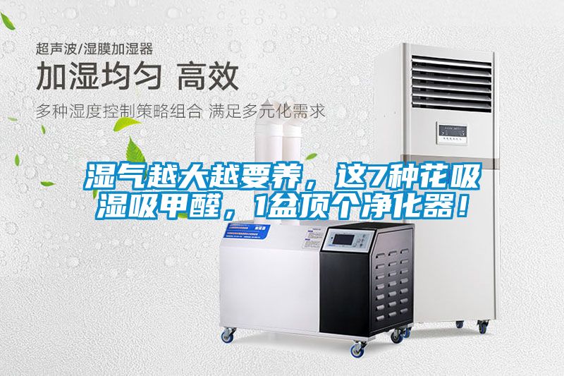 濕氣越大越要養(yǎng)，這7種花吸濕吸甲醛，1盆頂個(gè)凈化器！