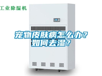 常見問題寵物皮膚病怎么辦？如何去濕？