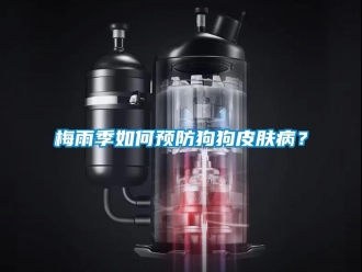 常見問題梅雨季如何預防狗狗皮膚病？