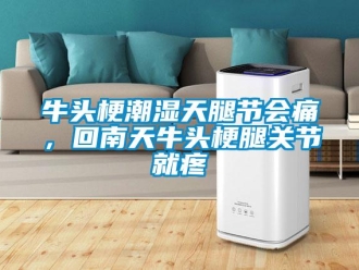 行業(yè)新聞牛頭梗潮濕天腿節(jié)會痛，回南天牛頭梗腿關節(jié)就疼