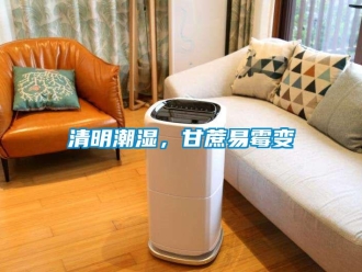 行業新聞清明潮濕，甘蔗易霉變