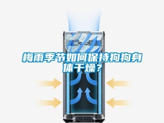 常見問題梅雨季節如何保持狗狗身體干燥？